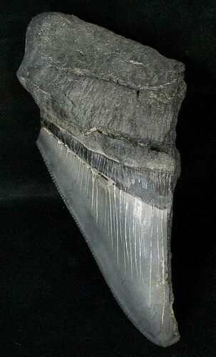 Half Of A Fossil Megalodon Tooth #17258